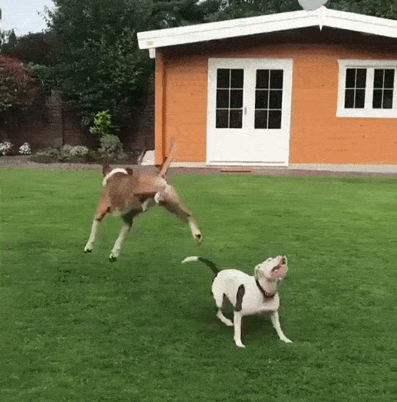 26 Times Pit Bulls Couldn’t Be More “Merciless” and It’s Too Adorable to Handle