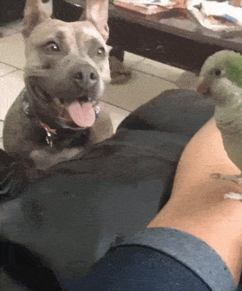 26 Times Pit Bulls Couldn’t Be More “Merciless” and It’s Too Adorable to Handle