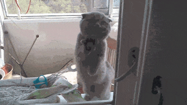 25 animals who are really, really eager to come inside