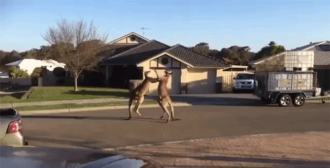 21 Convincing Reasons to Love Australia From Afar