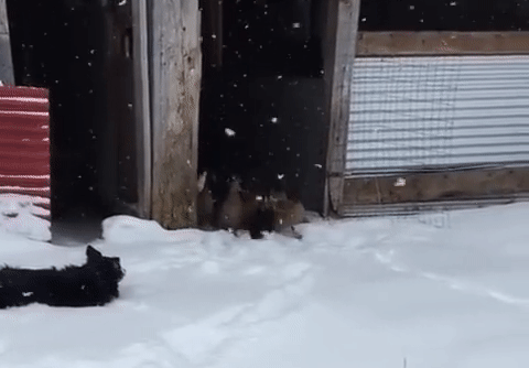 28 Icy Photos Proving Winter Is Not for the Faint-Hearted