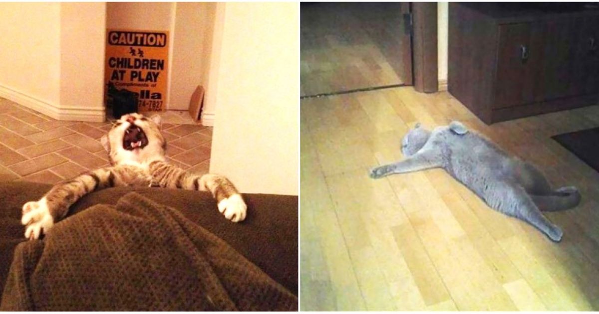 17 Hilarious Cats That Deserve an Oscar