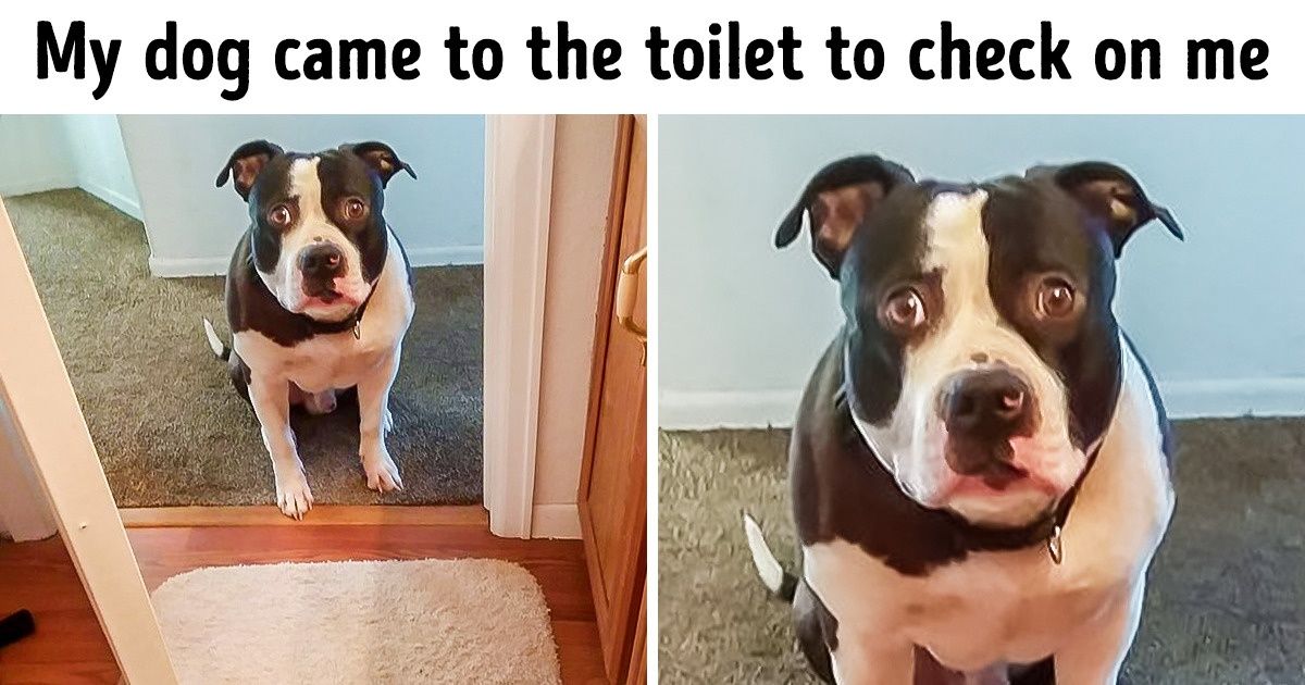 22 Things That Happen to Dog Owners Every Single Day 22 Things That Happen to Dog Owners Every Single Day