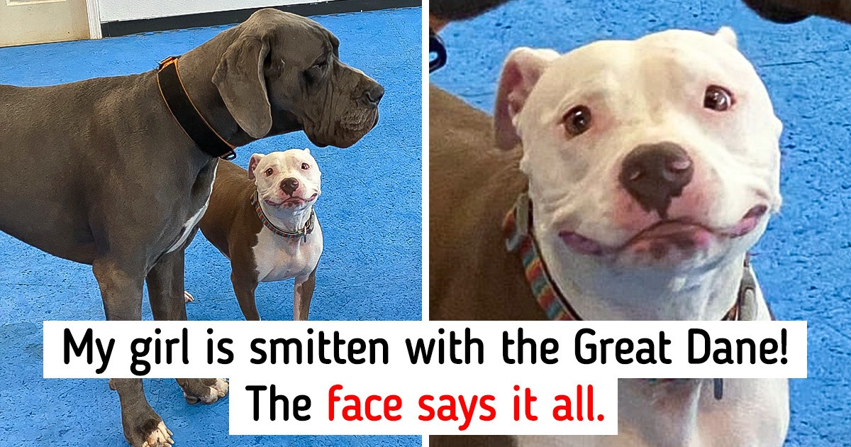 20+ Pics That Prove Dogs Are Basically Toddlers With Fur 20+ Pics That Prove Dogs Are Basically Toddlers With Fur