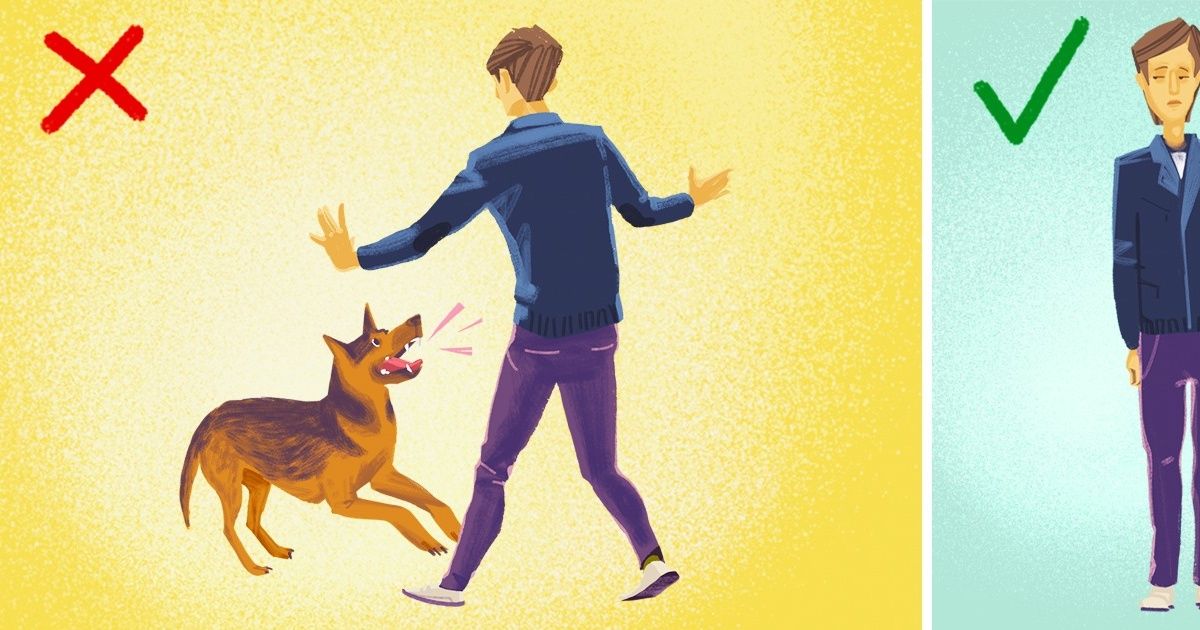 What to Do If You’re Attacked by a Dog