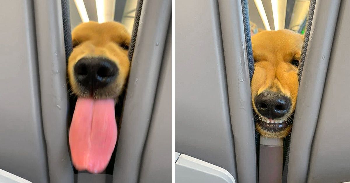 A Puppy Got Bored During a Long Flight and Entertained His Neighbors for Fun. This is Exactly the Vibe You Need to Survive a Long Day at Work A Puppy Got Bored During a Long Flight and Entertained His Neighbors for Fun. This is Exactly the Vibe You Need to Survive a Long Day at Work