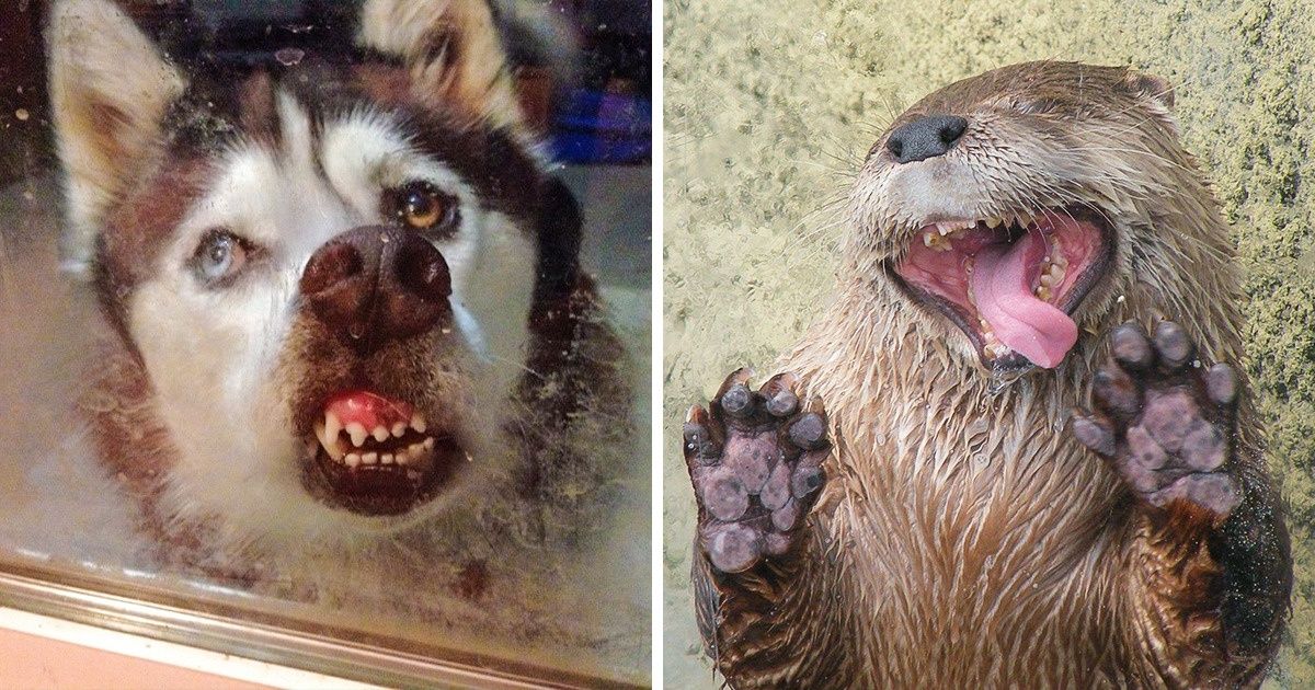 25 Animals Who Were So Eager to Lick Glass, Their Joy Looks Zany