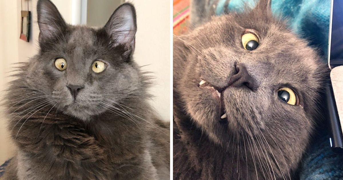 A Crossed-Eyed Cat Wins the Hearts of Thousands and Raises Money for Animal Shelters A Crossed-Eyed Cat Wins the Hearts of Thousands and Raises Money for Animal Shelters