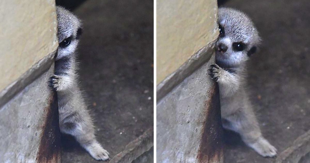 20+ Pets That Are So Shy They Make Us Want to Hug Them