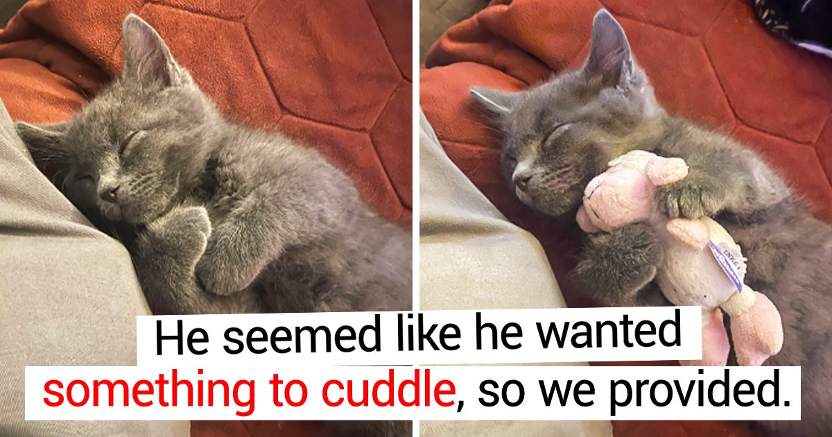 15 Adorable Pics That Can Soften Even the Roughest of Hearts / Bright Side