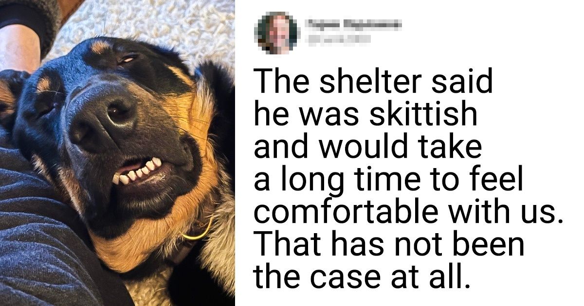 20 Adopted Pets Whose New Owners Are the Best Thing That Ever Happened to Them