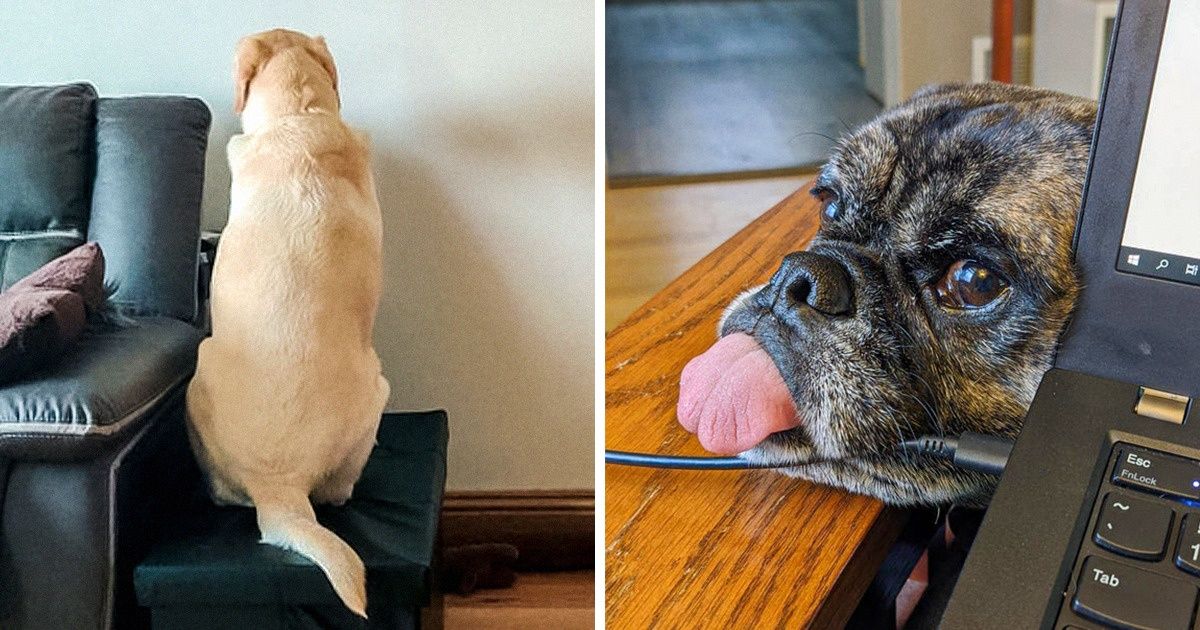 18 Tricks Your Furry Coworkers Use to Prevent You From Working at Home 18 Tricks Your Furry Coworkers Use to Prevent You From Working at Home