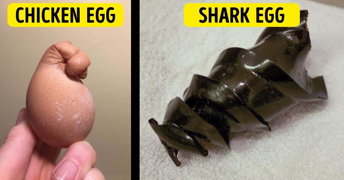 14 Times Nature Surprised Us So Much, We Couldn’t Handle It