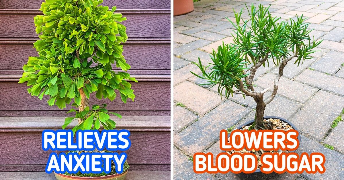 7 Plants With Health Benefits That Can Be Grown Indoors 7 Plants With Health Benefits That Can Be Grown Indoors