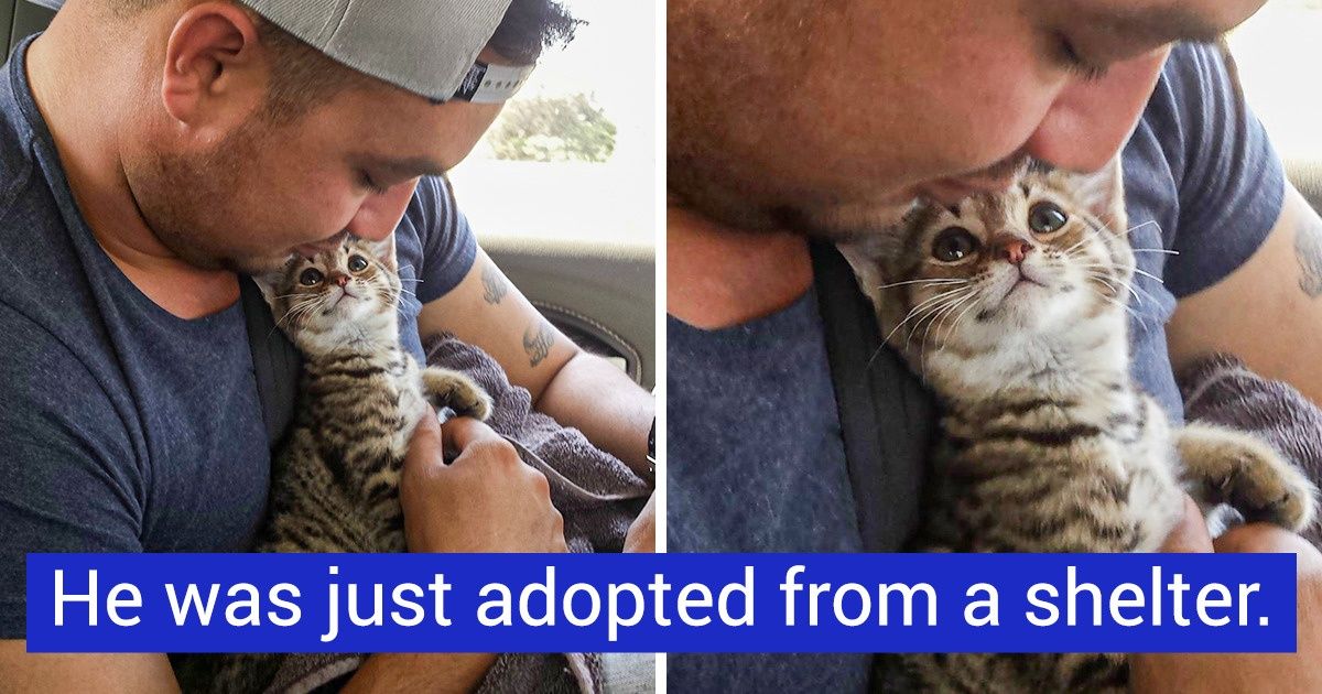 20+ Pets Who Stare Right Into Their Owners’ Souls 20+ Pets Who Stare Right Into Their Owners’ Souls