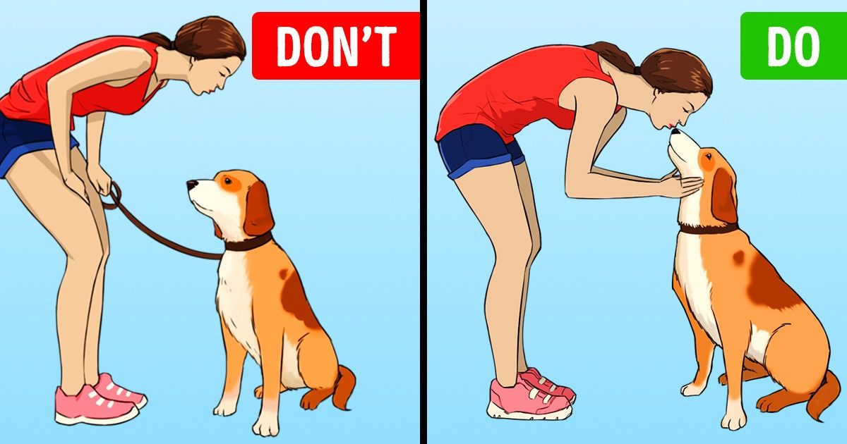 11 Ways You Might Be Treating Your Dog Wrong 11 Ways You Might Be Treating Your Dog Wrong