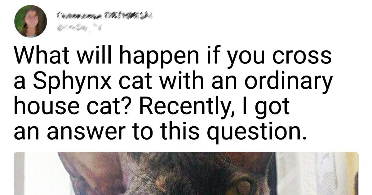 20+ People Who Got a Pedigree Cat and Never Miss the Chance to Take a Photo of It 20+ People Who Got a Pedigree Cat and Never Miss the Chance to Take a Photo of It