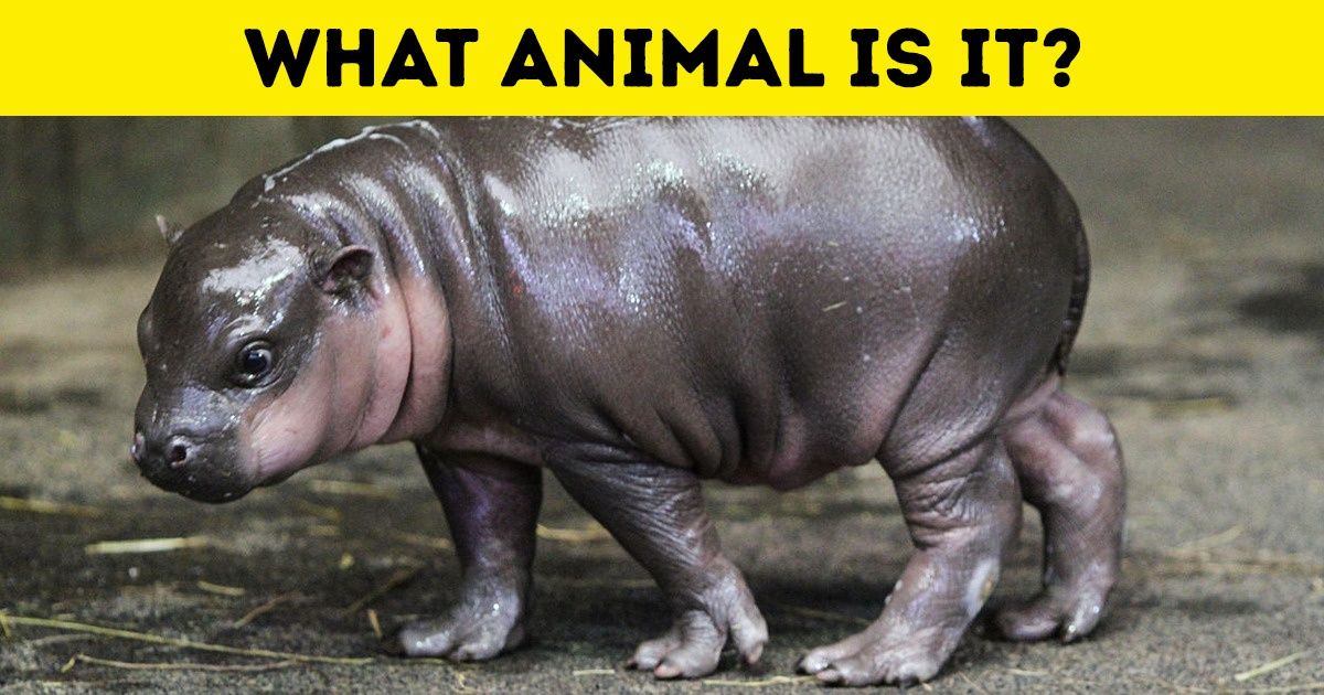 Test: Can You Guess Which Wild Animals These 15 Babies Are?