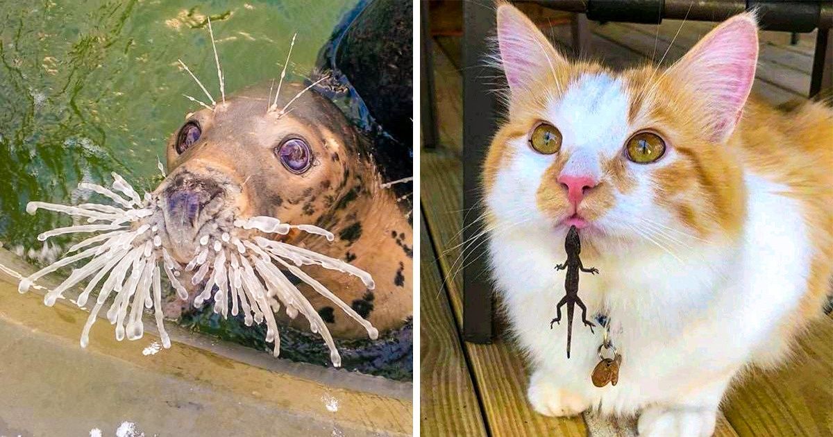 21 Animals Who Can Cheer You Up Better Than Any Comedian