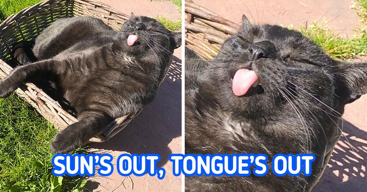 15 Animals Whose Fun-tastic Personalities Shine Through in Everything They Do