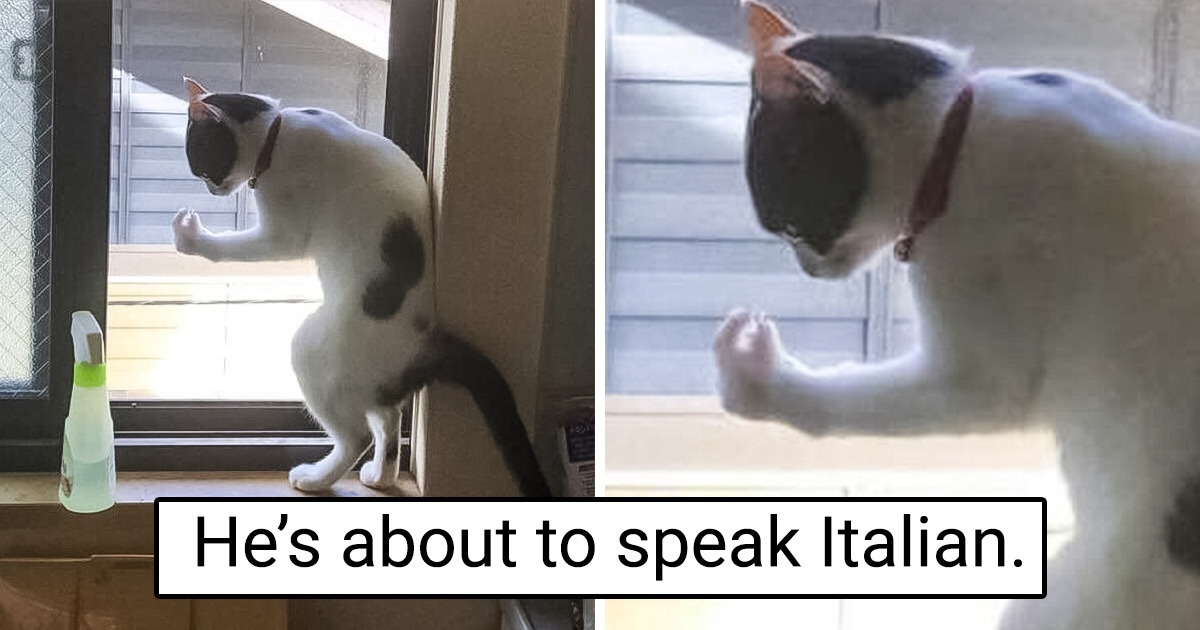 17 Times People Had to Accept That Their Animal Was “Broken”