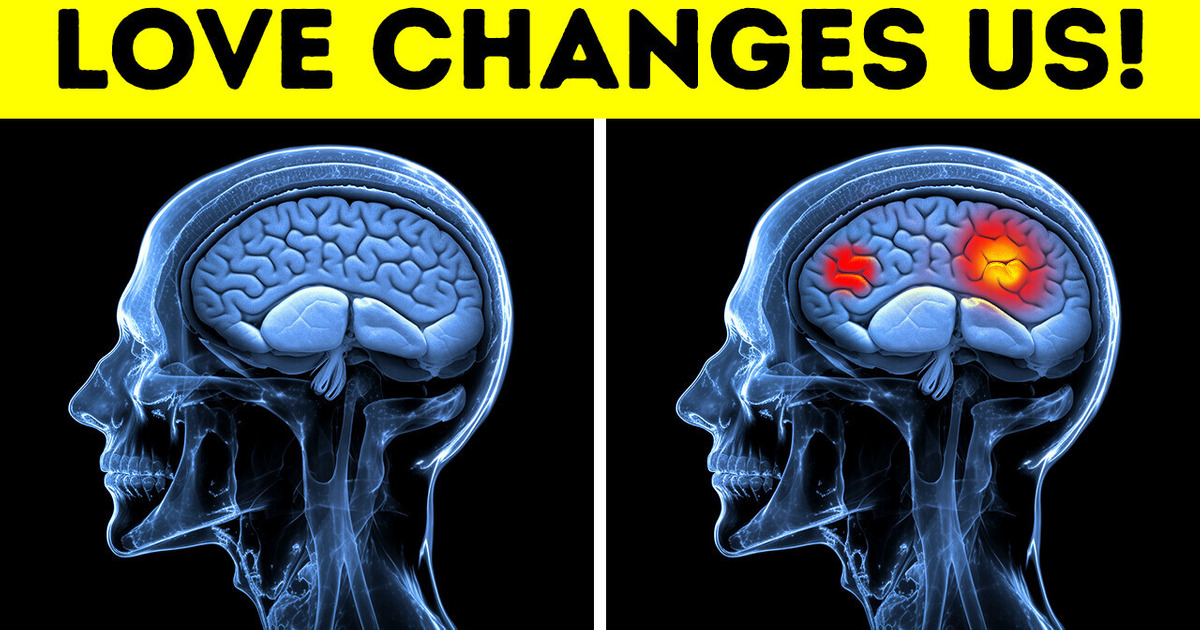 The Love Hormone: What Makes You Fall in Love The Love Hormone: What Makes You Fall in Love