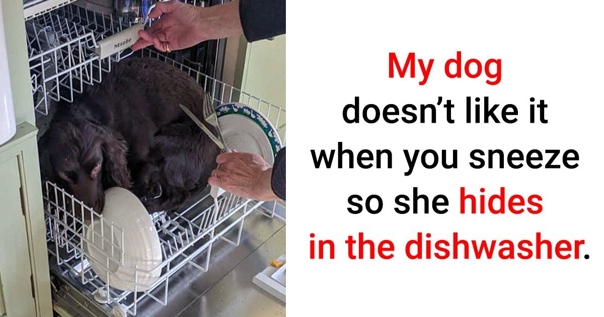 20+ Photos That Prove the World of Animals Is Full of Questions 20+ Photos That Prove the World of Animals Is Full of Questions