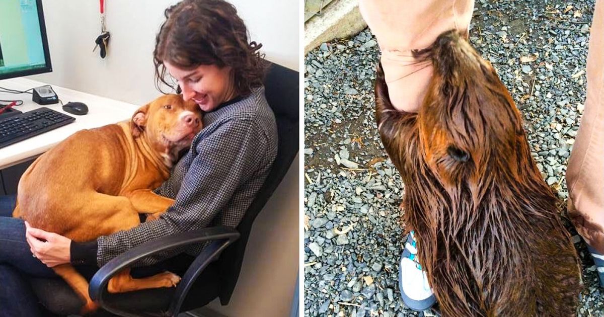 Volunteers in Animal Shelters Have No Time to Get Bored, and Here Are 17 Cute Examples of Why