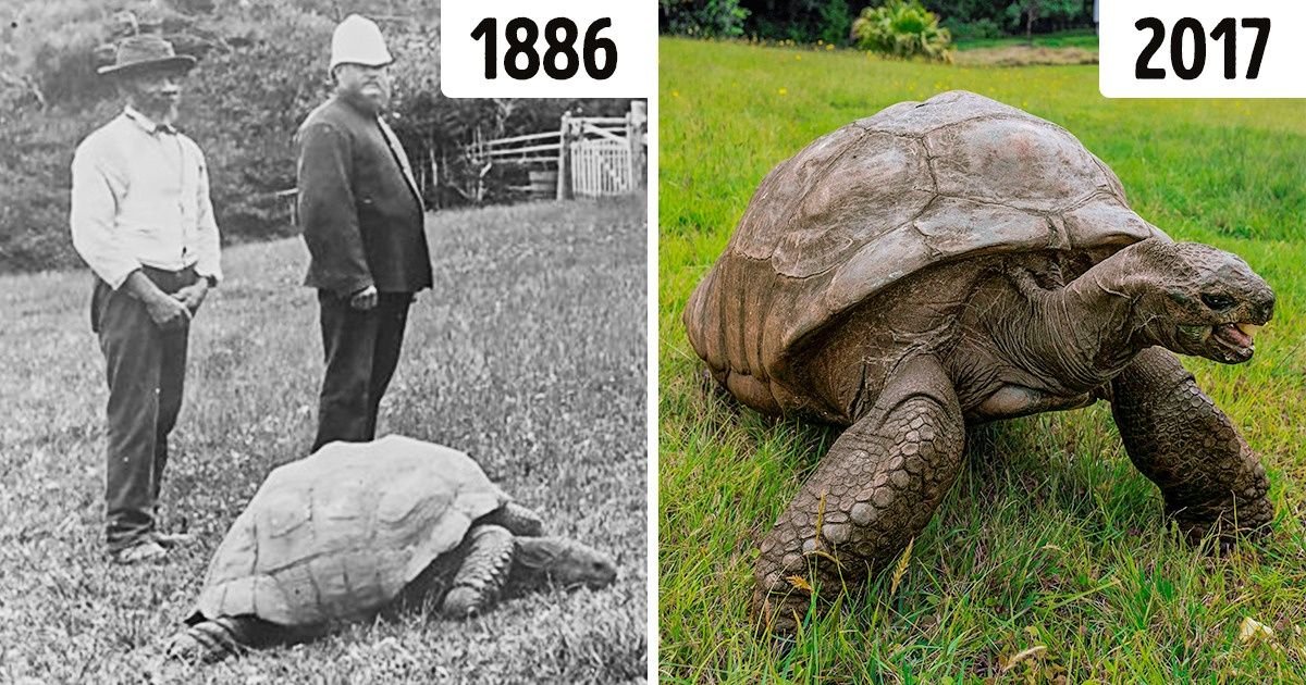 Meet Jonathan, a Tortoise Who's So Old, He's Already Lived in 3 Centuries