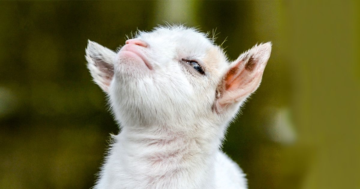 20+ Adorabaaal Goats That Totally Rock Our Haaarts / Bright Side