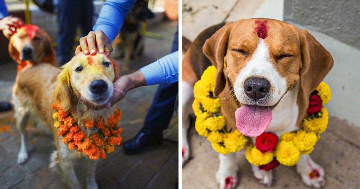 People Worship Dogs for Their Friendship and Loyalty During an Annual Festival in Nepal People Worship Dogs for Their Friendship and Loyalty During an Annual Festival in Nepal