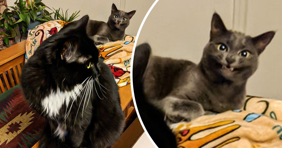 15+ Silly Looking Pets Who Were Simply Born That Way