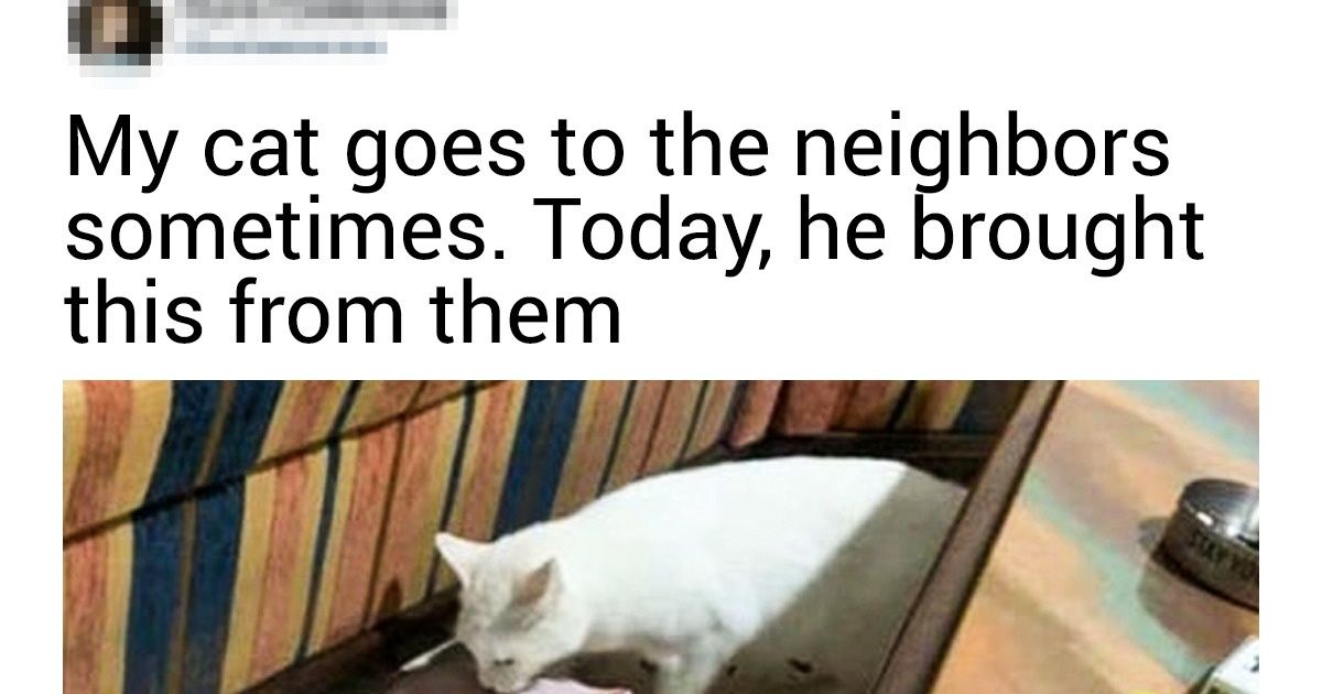 20+ Shameless Cats Whose Owners Could Use a Chill Pill