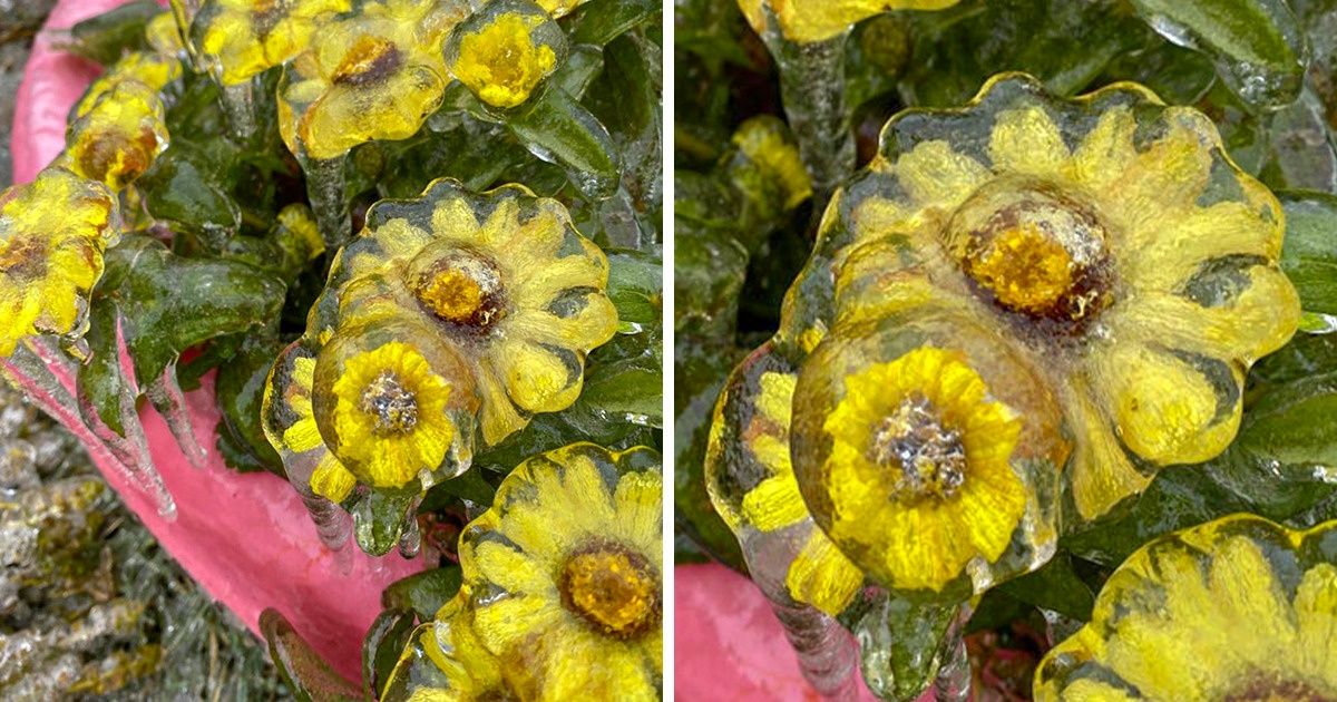 20 Pics of Beauty Trapped in Ice That Can Make You Freeze for a Moment 20 Pics of Beauty Trapped in Ice That Can Make You Freeze for a Moment
