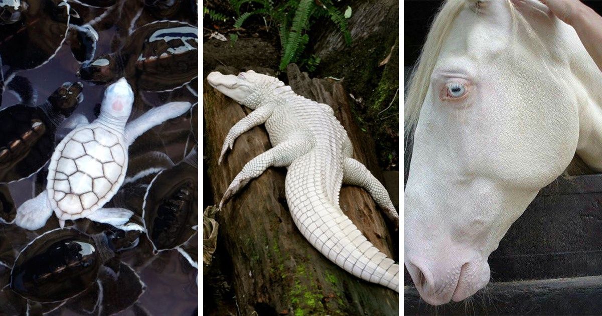 23 Albino Animals That Look Like They're From Another Planet