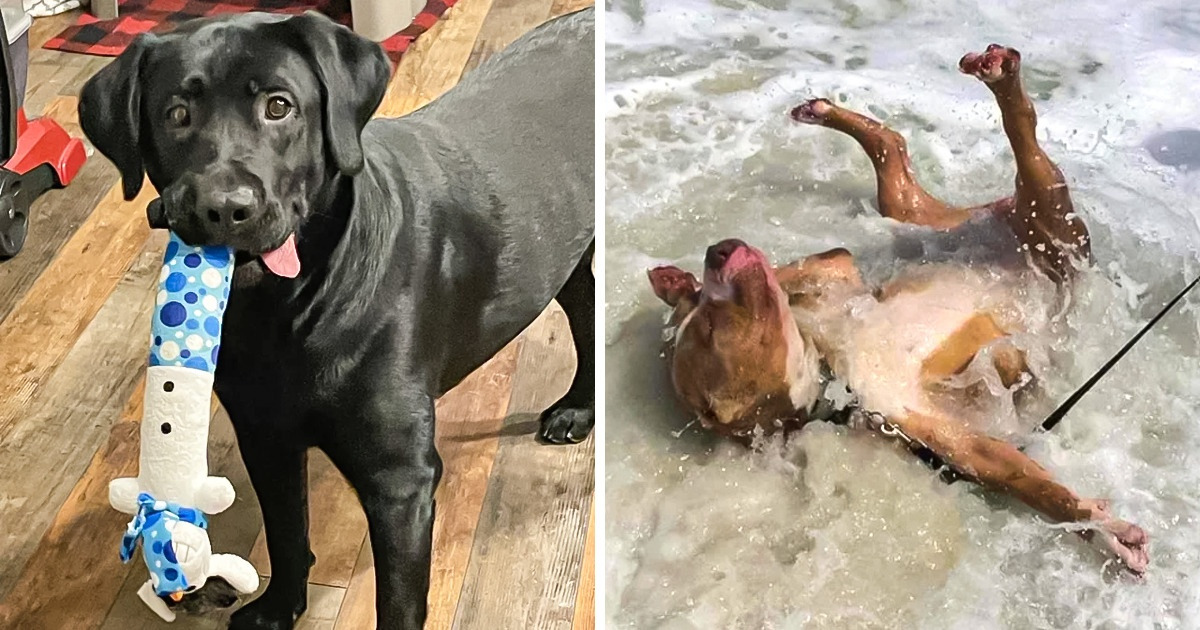 20 Animals Who Decided to Break Their Default Setting of Being Normal