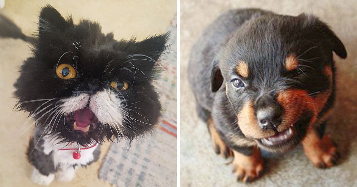 15 Animals That Tried to Scare Us but Ended Up Looking Adorable
