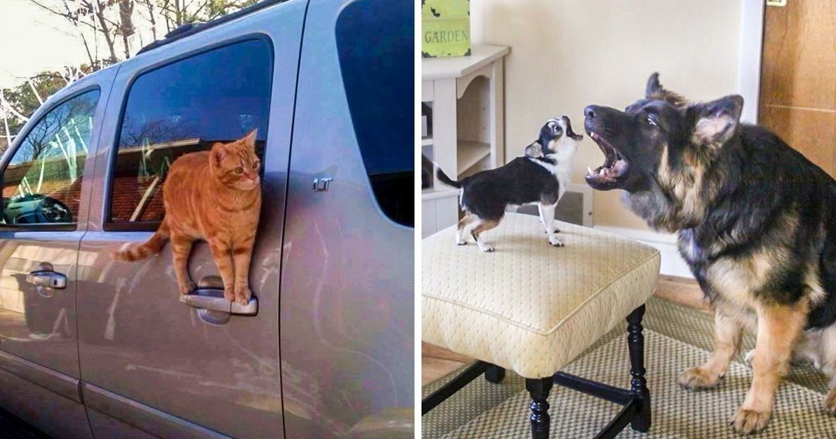 23 Unpredictable Animals That Even Amazed Themselves