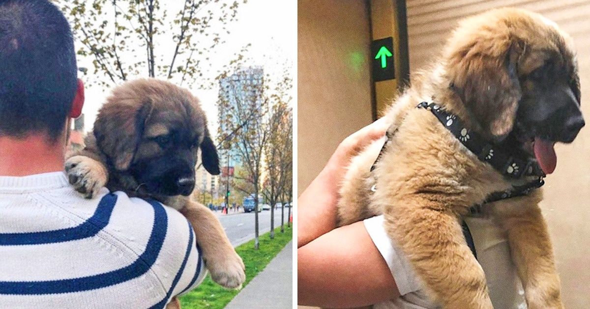 25 Tiny Pups Who Grew Up to Be Giants but Still Feel Like Babies Inside 25 Tiny Pups Who Grew Up to Be Giants but Still Feel Like Babies Inside
