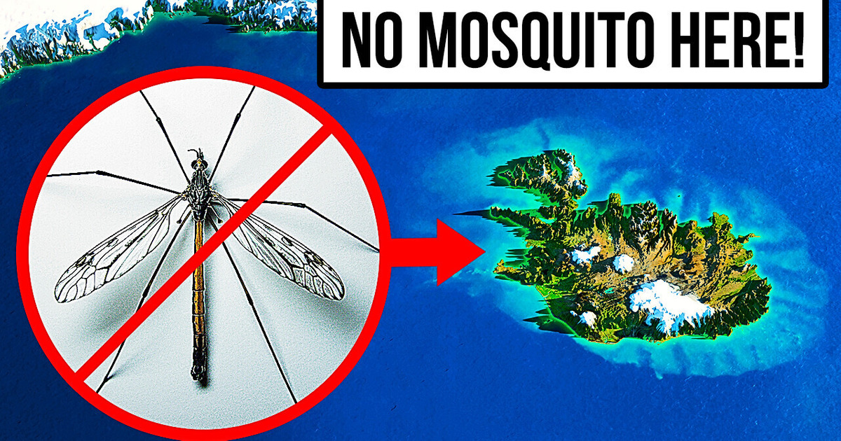 The Only Place in the World With No Mosquitoes The Only Place in the World With No Mosquitoes