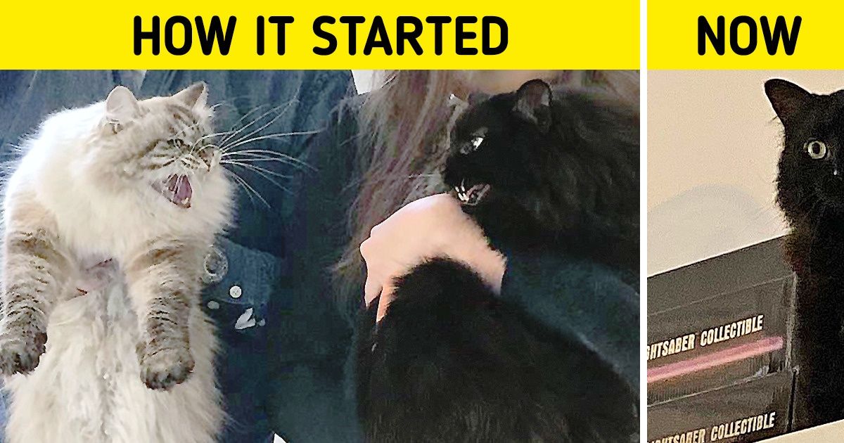 20 Pics That Prove Cuteness Comes in Pairs When Cats Live Together 20 Pics That Prove Cuteness Comes in Pairs When Cats Live Together