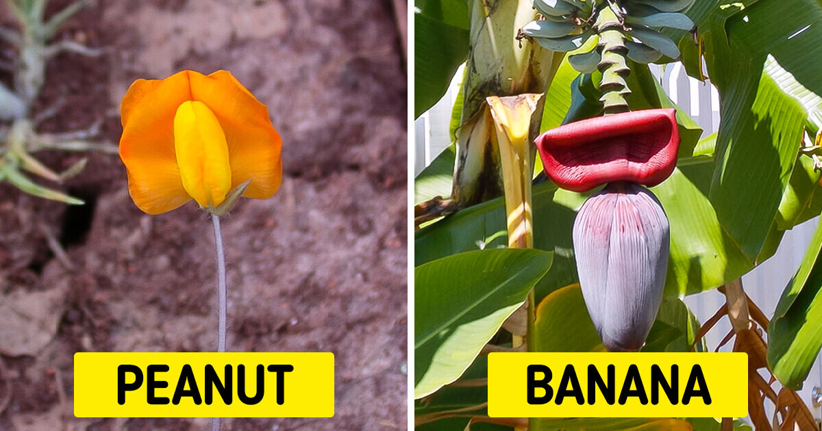 This Is How Our Favorite Foods Look in Their Natural Habitats