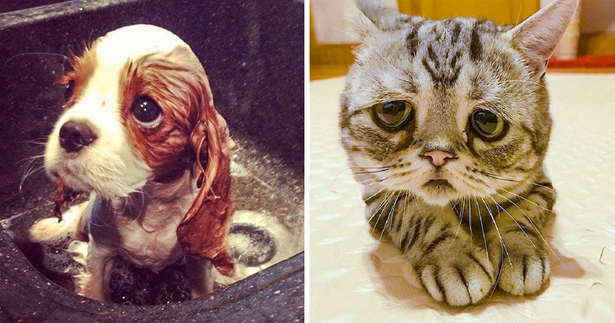 16 Sad Animals Who Are Just Waiting for Your Cuddles / Bright Side