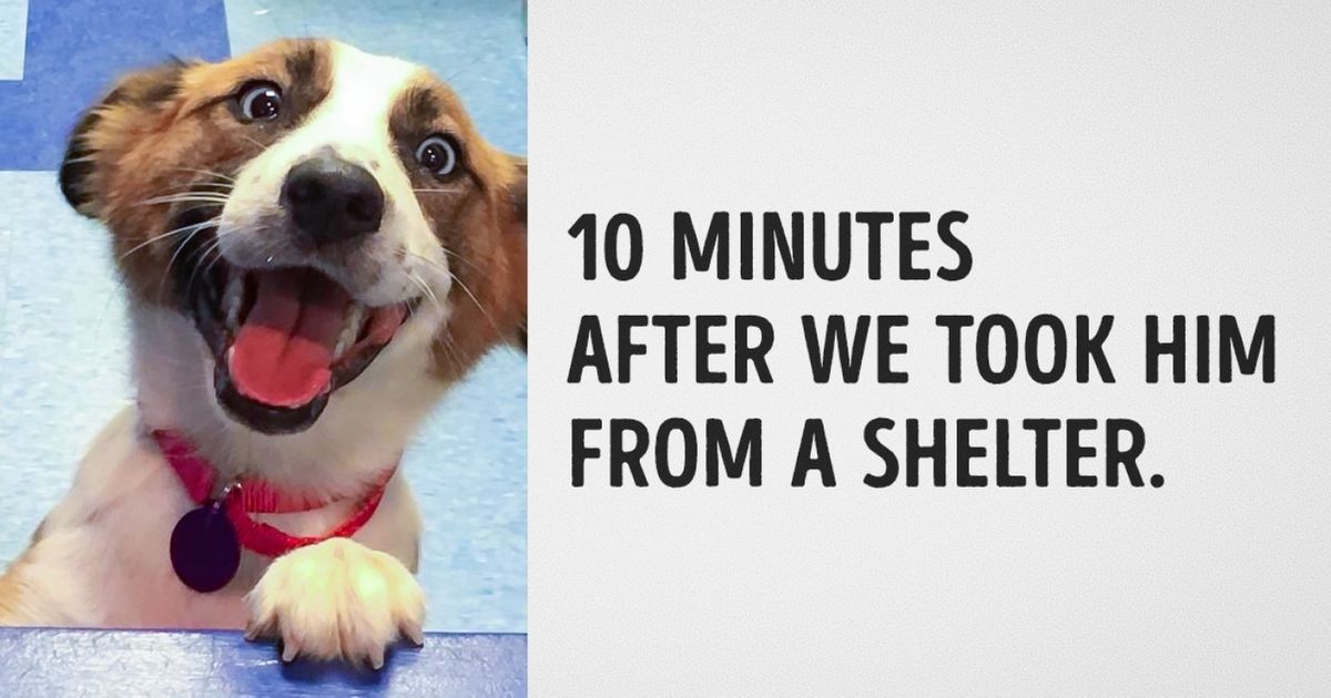 15 Animals Before and After They Were Taken from a Shelter