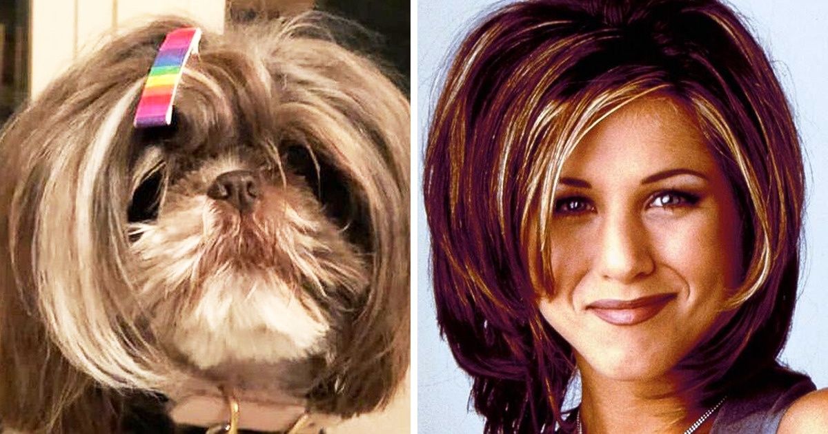20 Dogs That Share a Tremendous Resemblance With Someone Famous 20 Dogs That Share a Tremendous Resemblance With Someone Famous