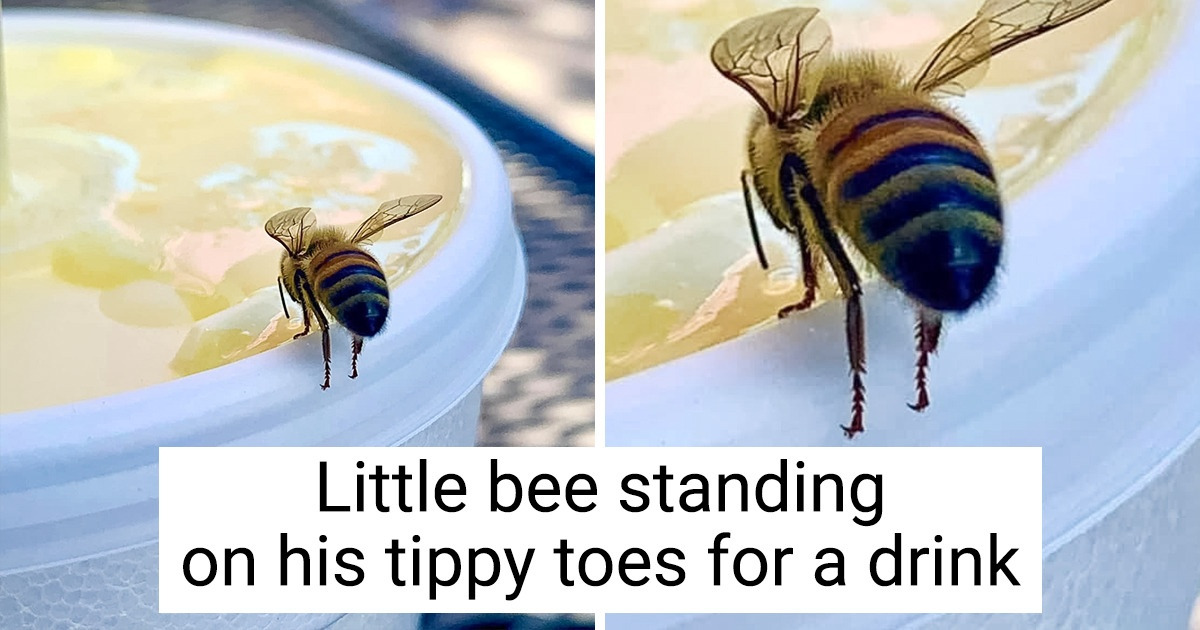 15 Pics That Broke Our Hearts Into Pieces Because of Their Sheer Wholesomeness