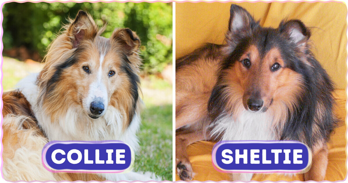 8 Dog Breeds So Similar, Even Experts Are Fooled 8 Dog Breeds So Similar, Even Experts Are Fooled
