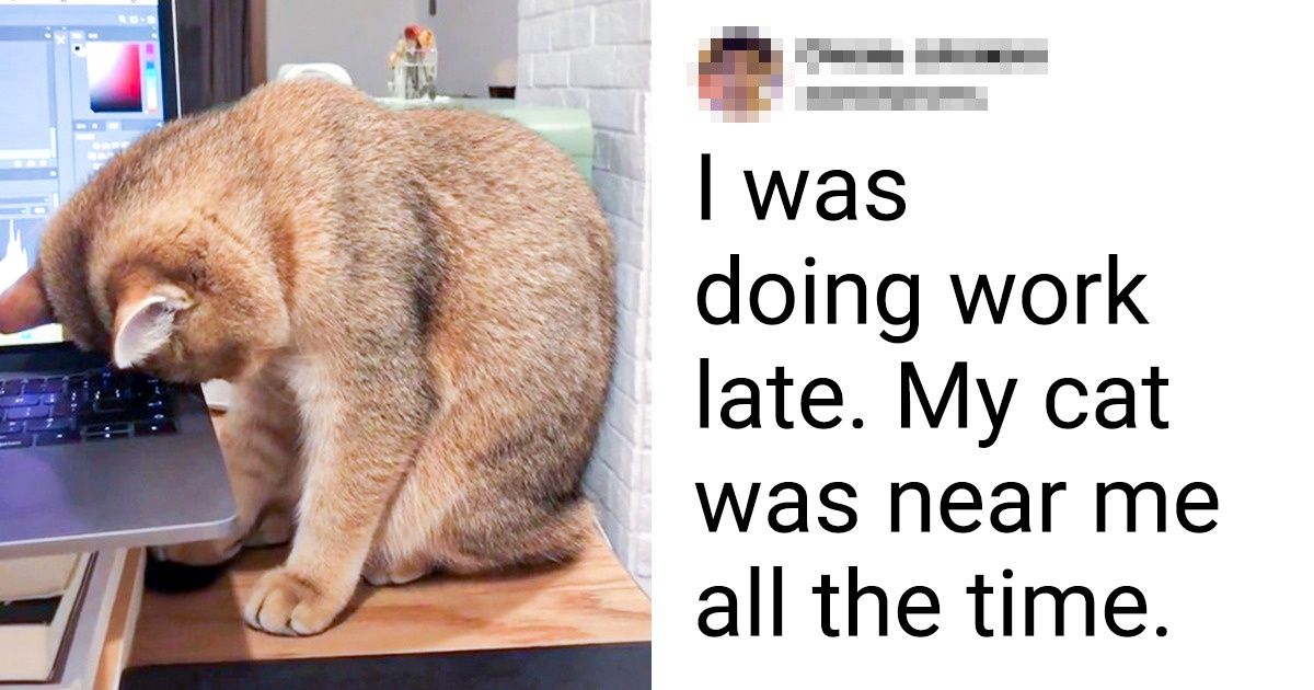 20+ Pets Whose Silent Support Is Better Than 1,000 Words 20+ Pets Whose Silent Support Is Better Than 1,000 Words