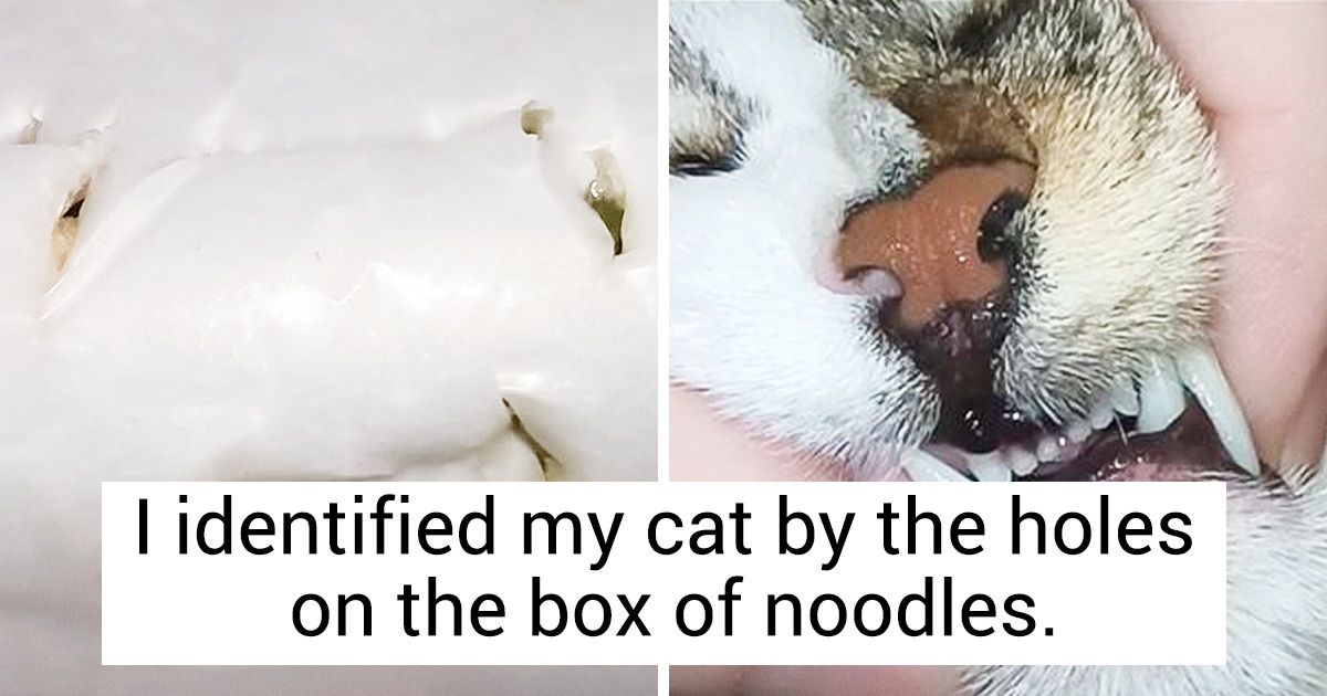 20+ Pets Whose Owners Made a Big Mistake by Leaving Them Alone 20+ Pets Whose Owners Made a Big Mistake by Leaving Them Alone