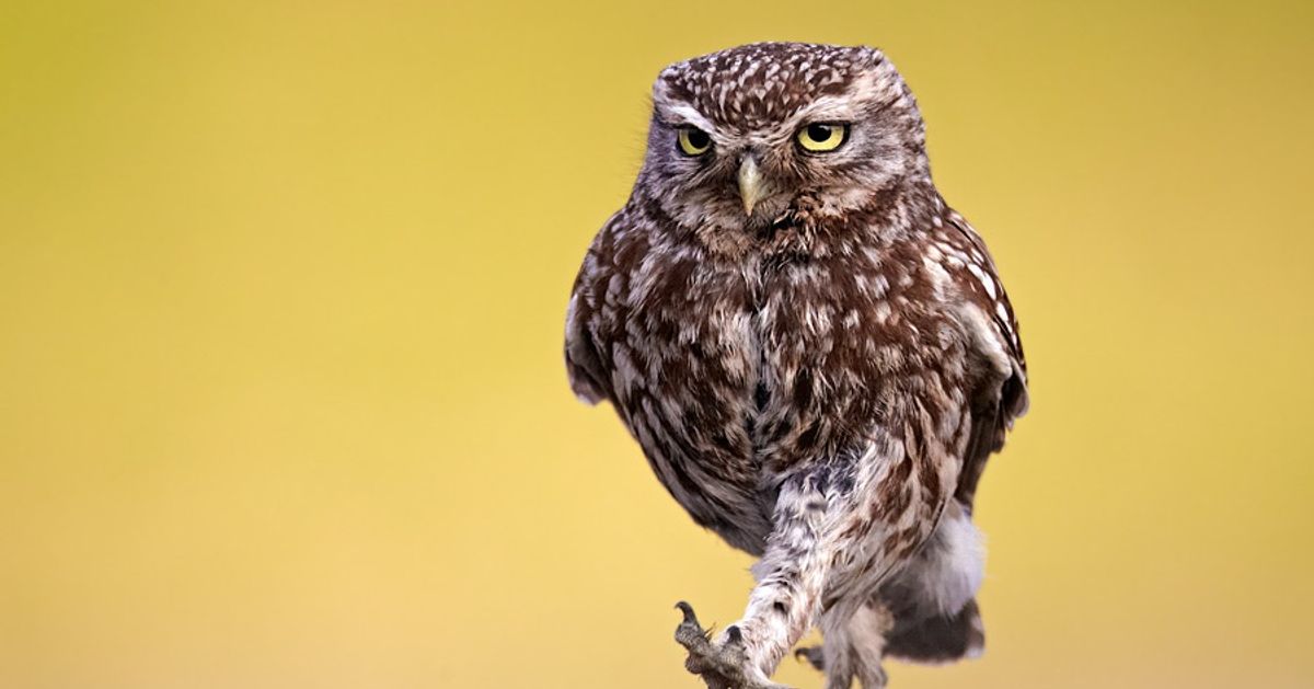 The 100 Greatest Owl Pictures You’ll Ever See